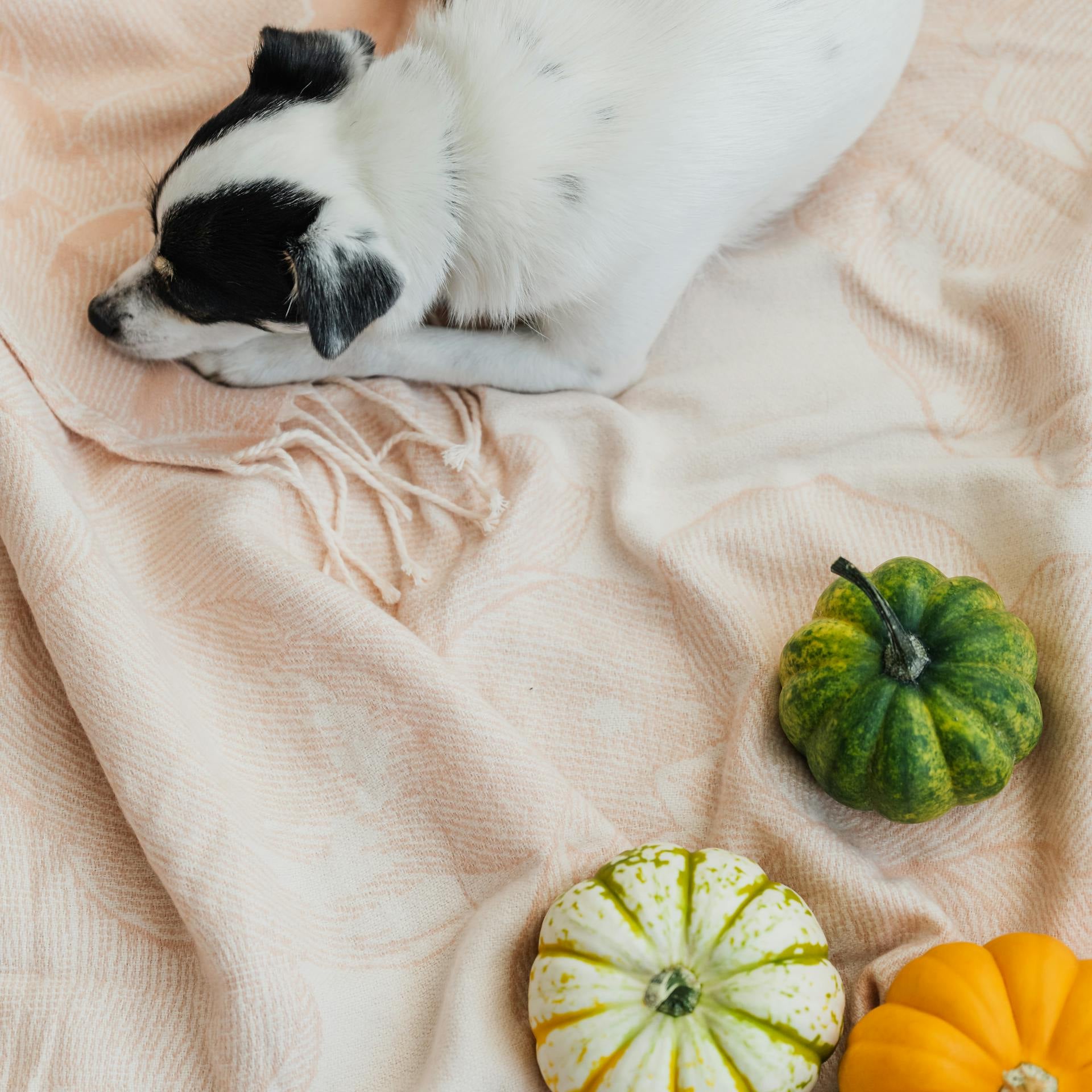 Maple Style Guide: Living Room.